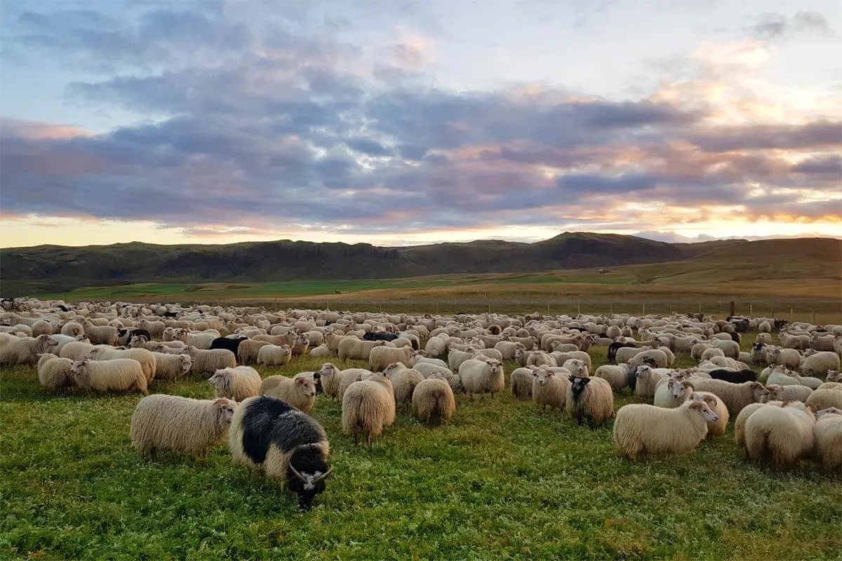 Sheep next to the Ring Road 1 in Iceland