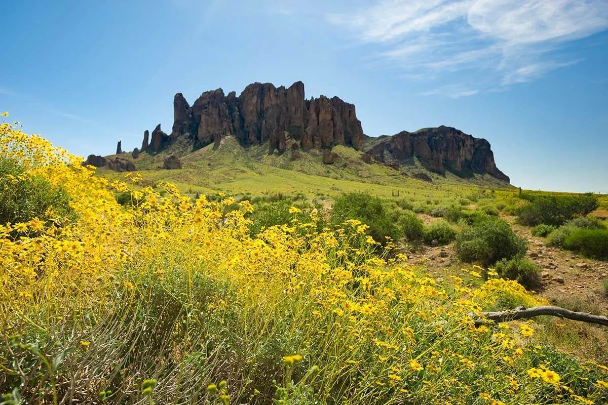 Spring flowers in the Arizona desert, Superstition Mountains near Phoenix