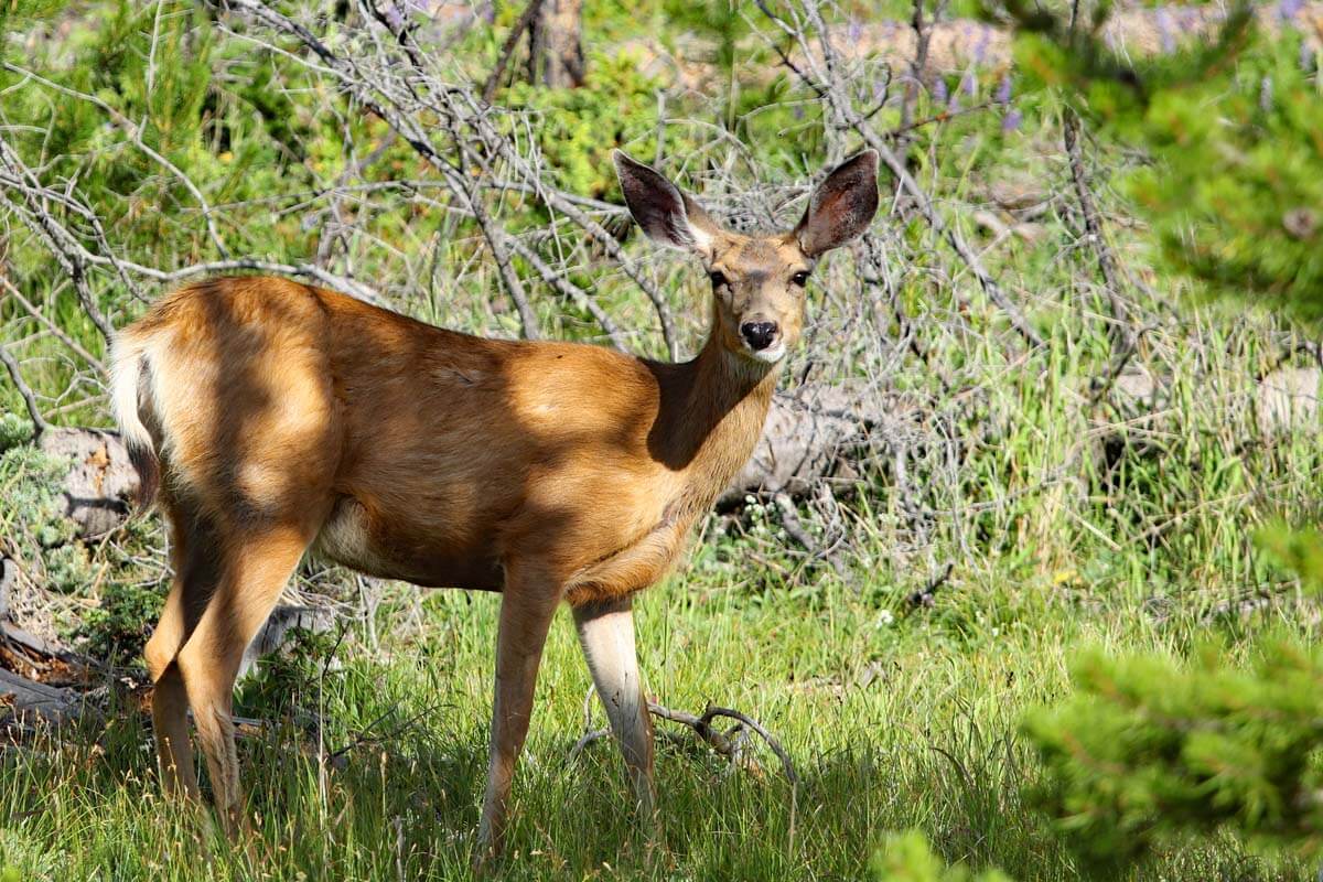 Wildlife in Rocky Mountain National Park Colorado USA