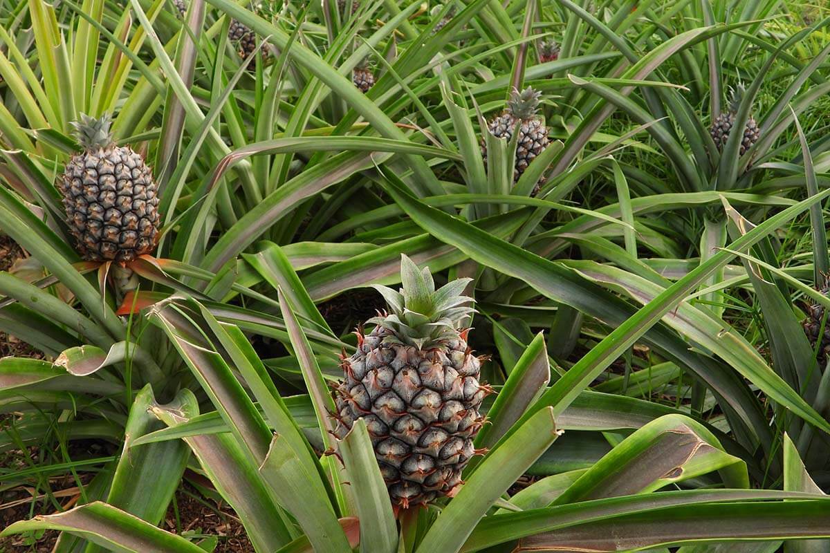 Azores pineapple plantation in Ponta Delgada
