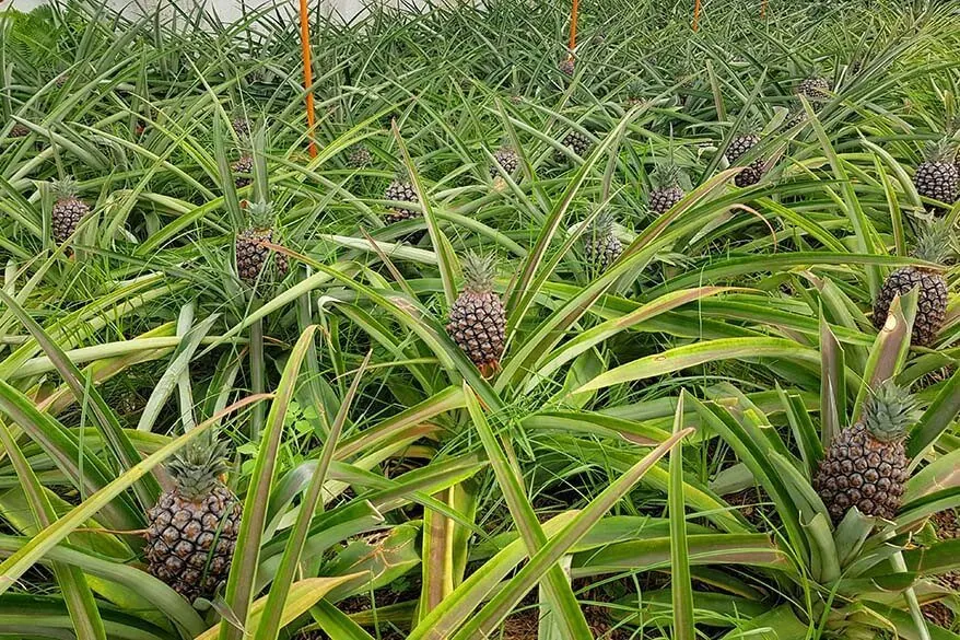 Best things to do in Sao Miguel - visit pineapple plantation