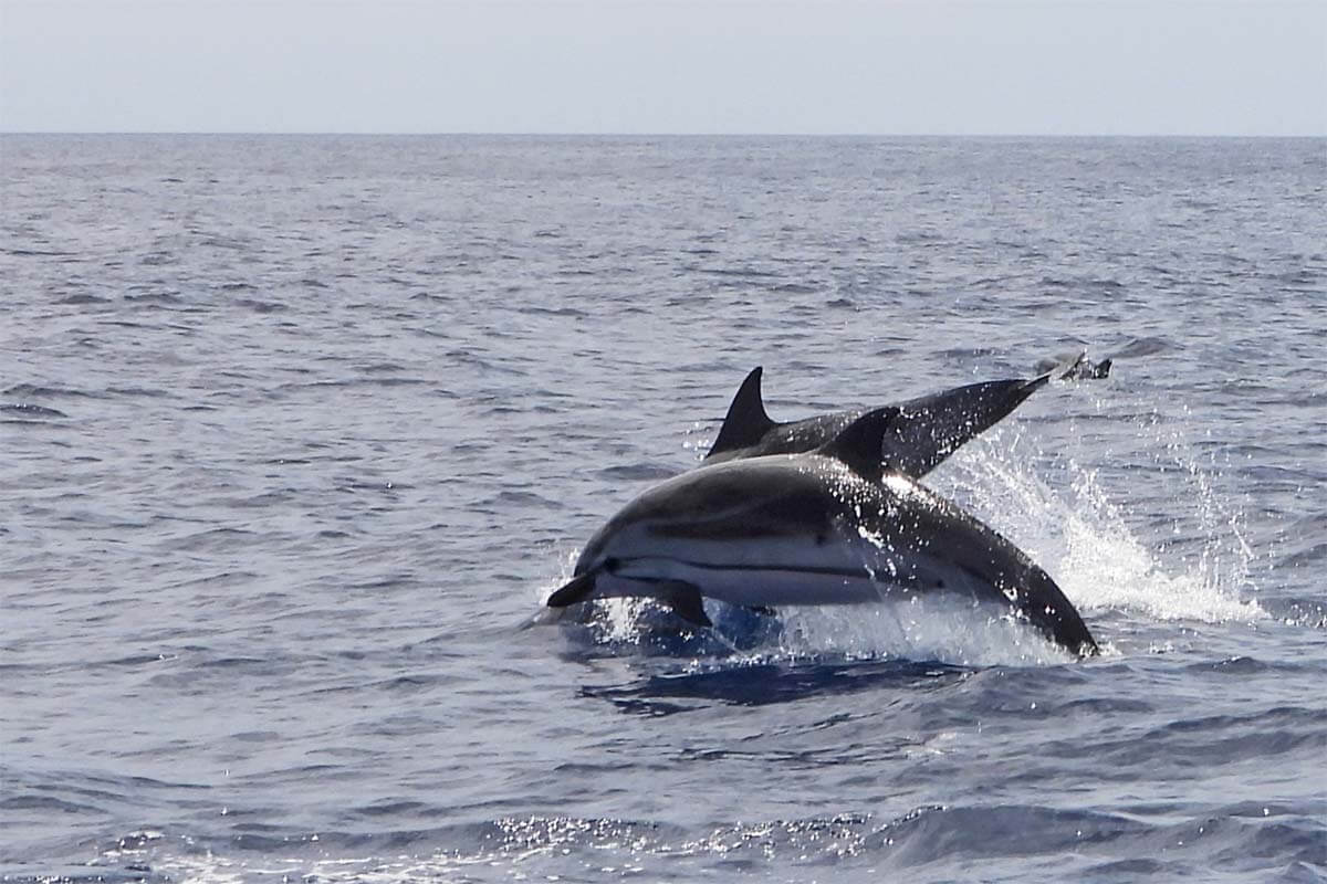 Dolphins in the Azores
