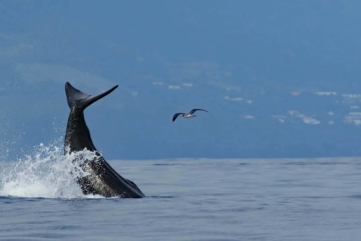 Whale watching near Ponta Delgada
