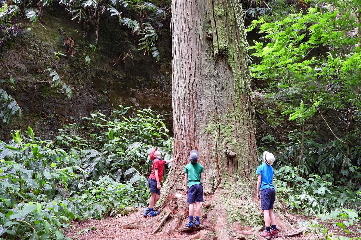 Giant sequoia at Jose do Canto Garden in Furnas