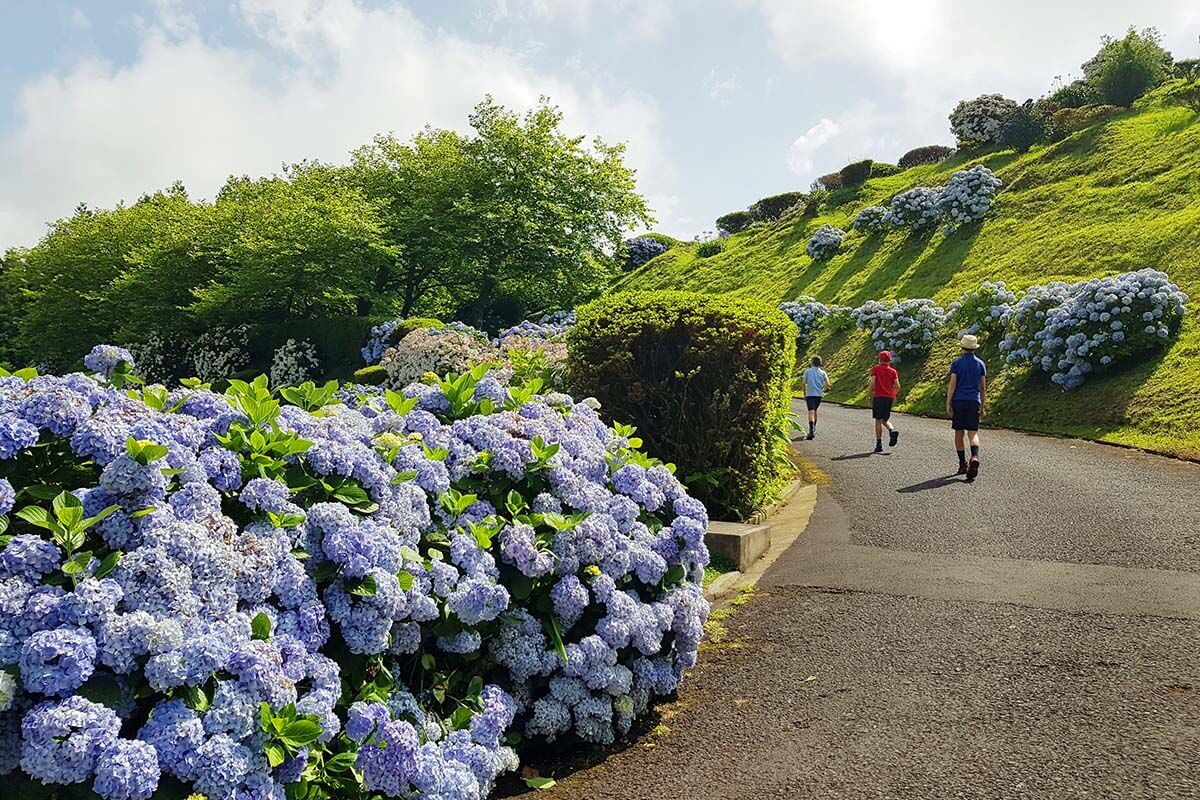 Hydrangeas at Miradouro do Picco Ferro in Furnas Azores