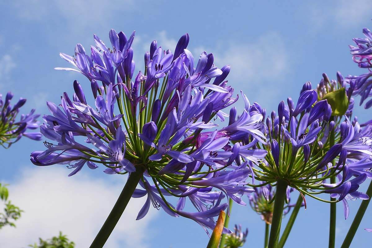 Summer flowers in the Azores