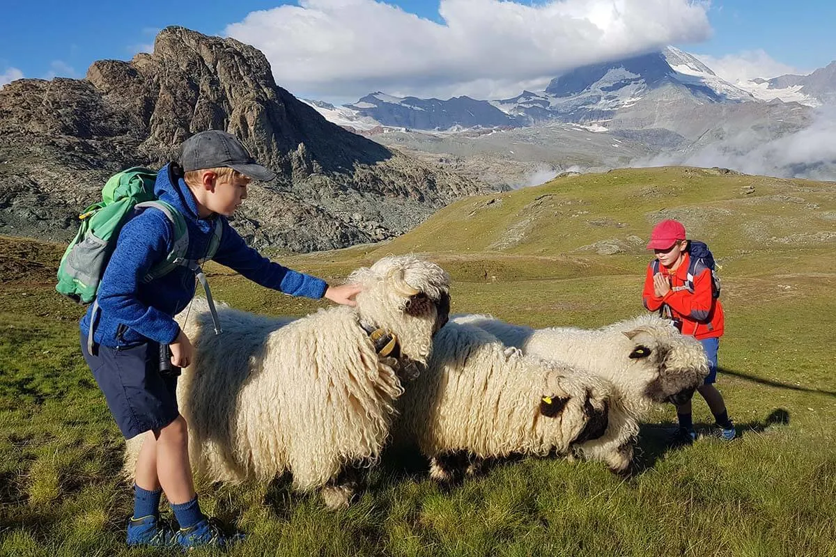 Best things to do in Zermatt - meet the sheep