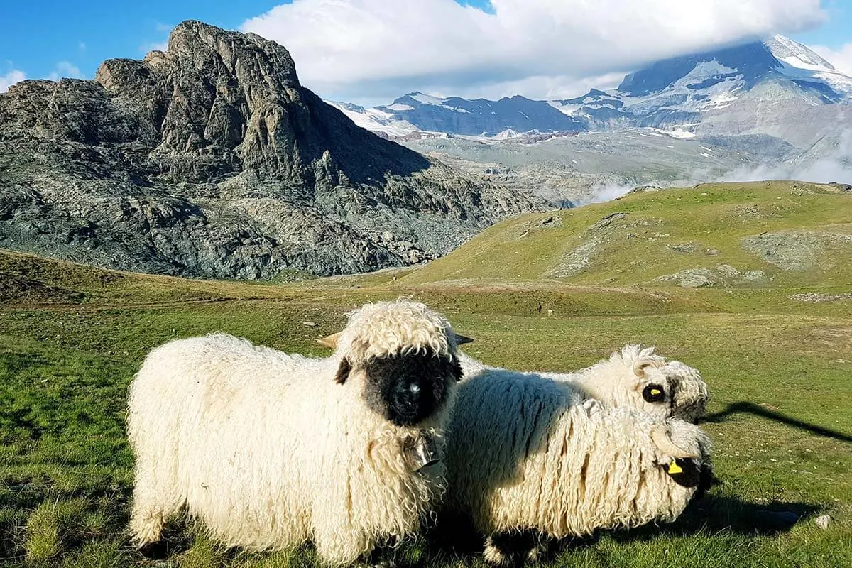 Blacknose sheep in front of the Matterhorn in Zermatt Switzerland