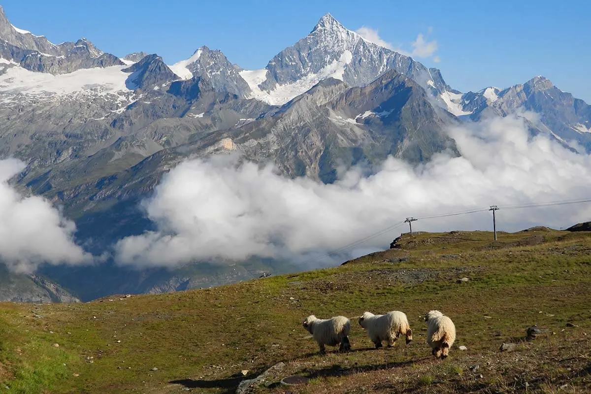 Blacknose sheep near Rotenboden in Zermatt