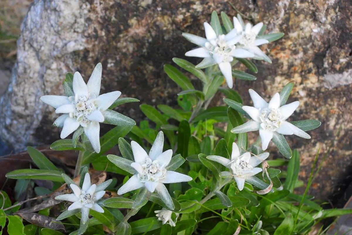 Edelweiss flowers in Zermatt