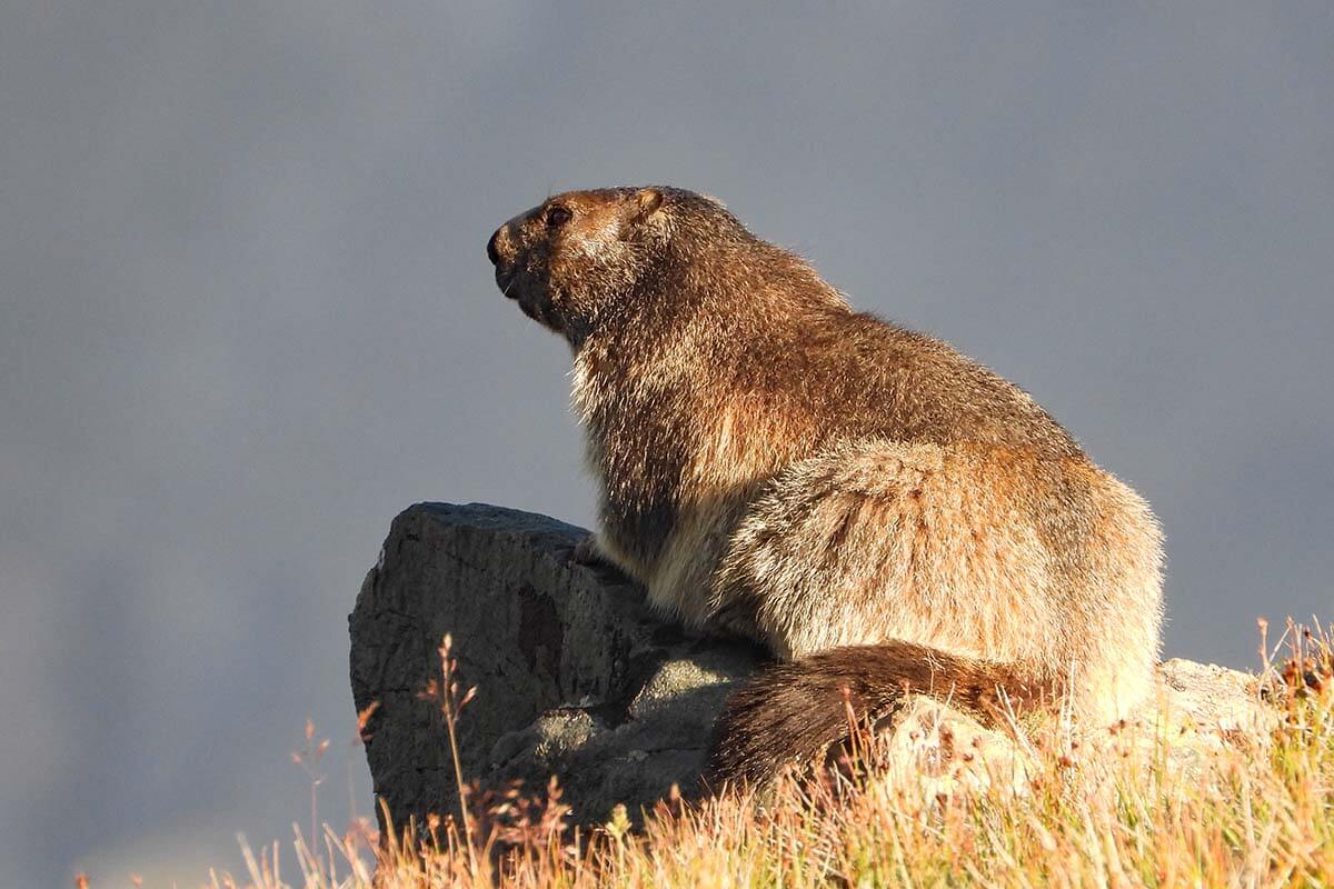 Marmot in Switzerland