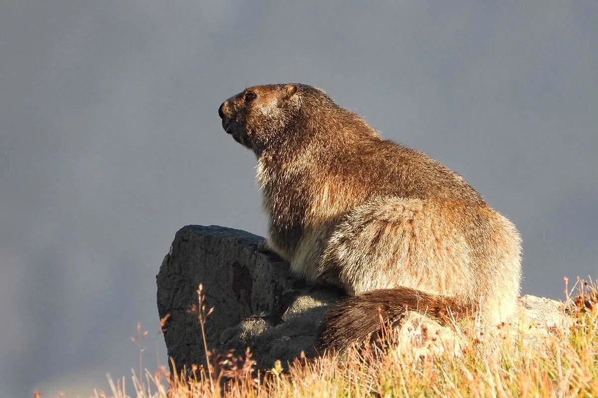 Marmot in Switzerland