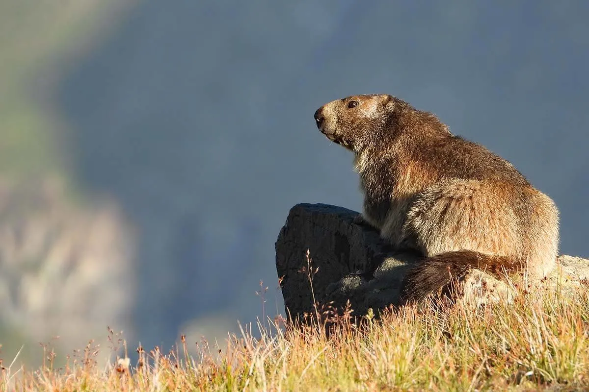 Marmot in Zermatt Switzerland