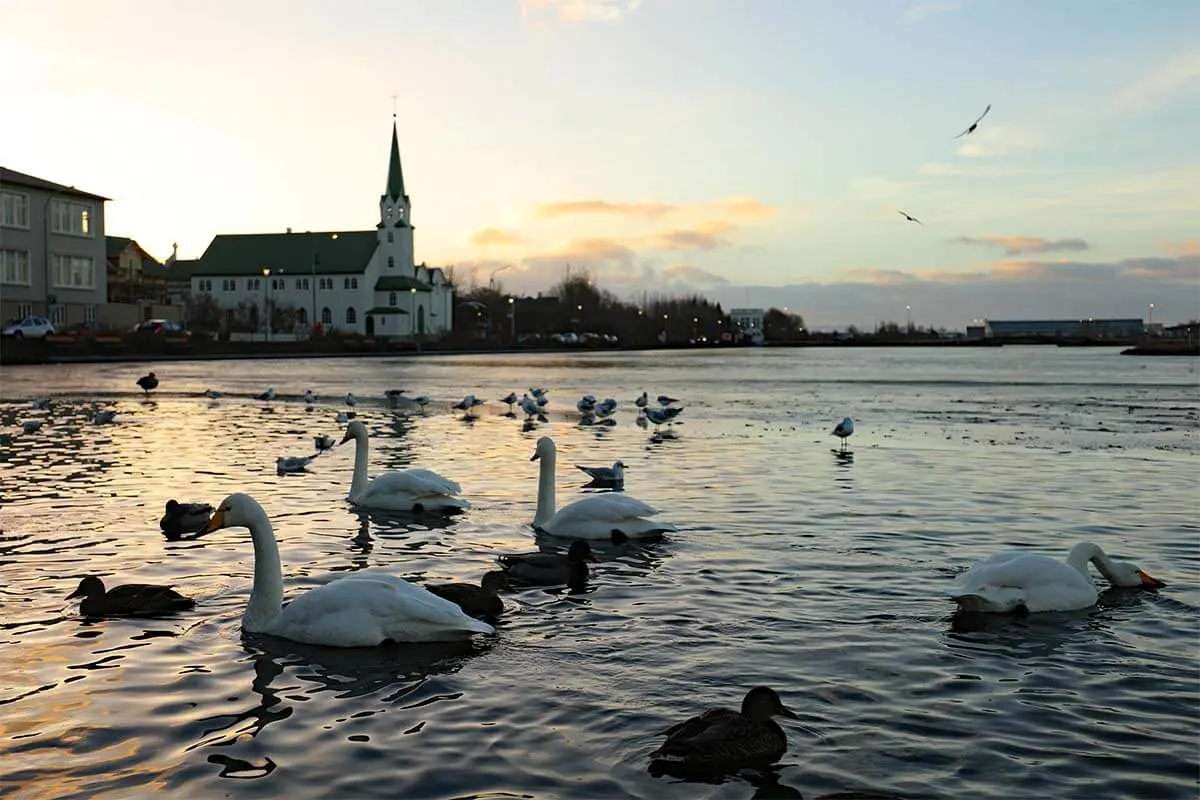 Reykjavik Lake Tjornin