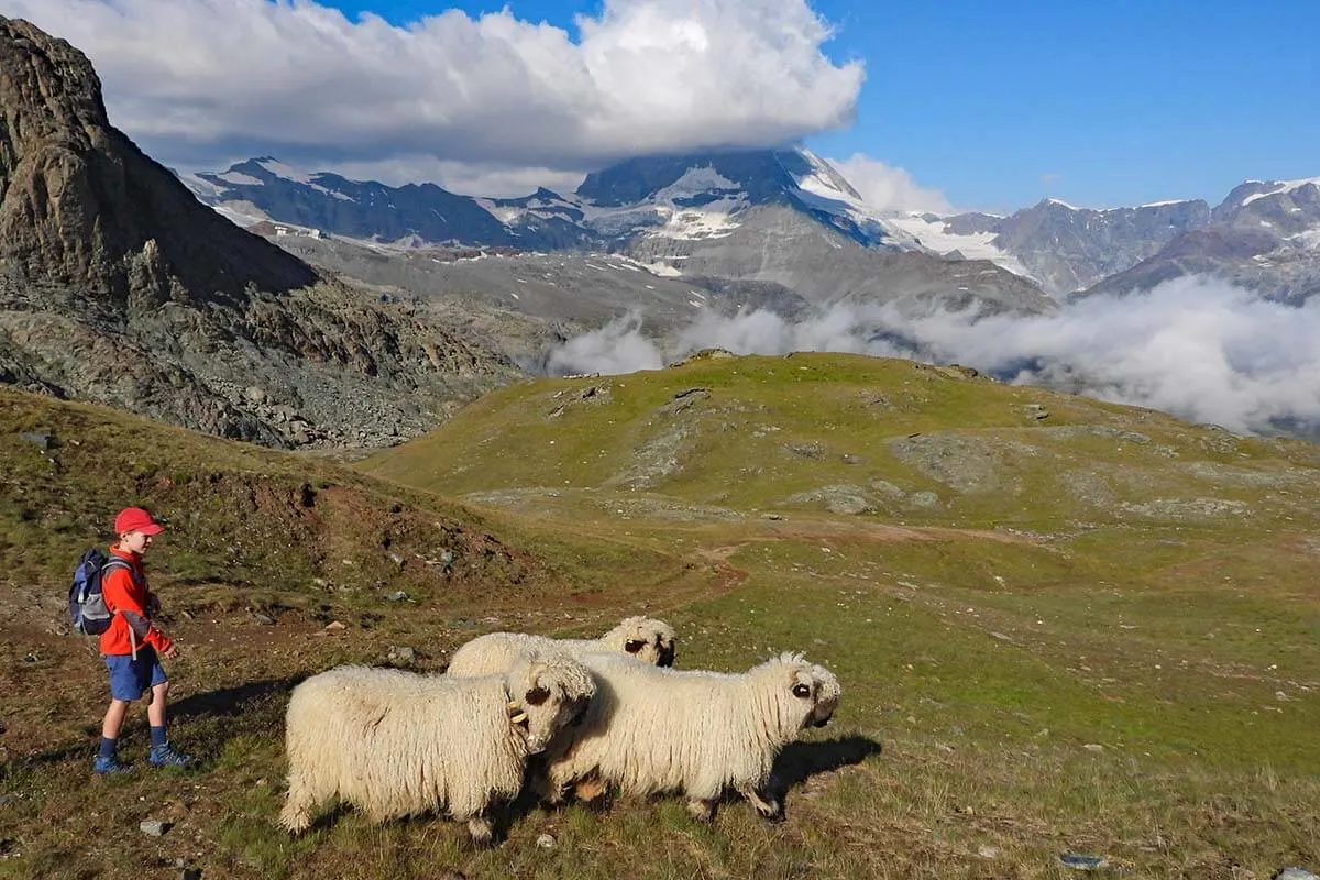 Sheep along the Riffelsee Lake Trail in Zermatt
