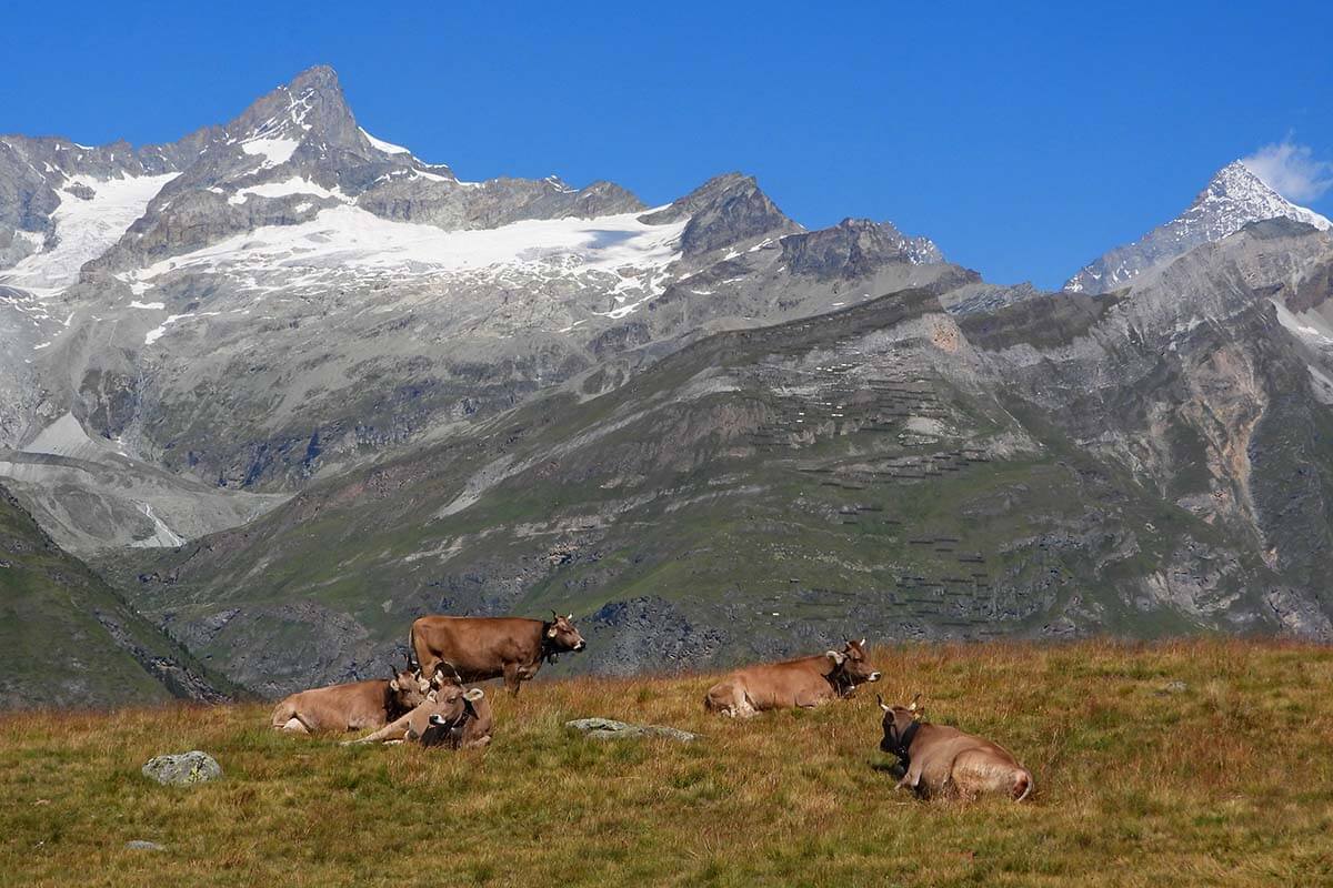 Swiss cows in the mountains in Zermatt