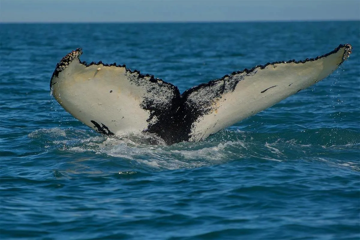Whale watching is one of the most popular things to do in Reykjavik