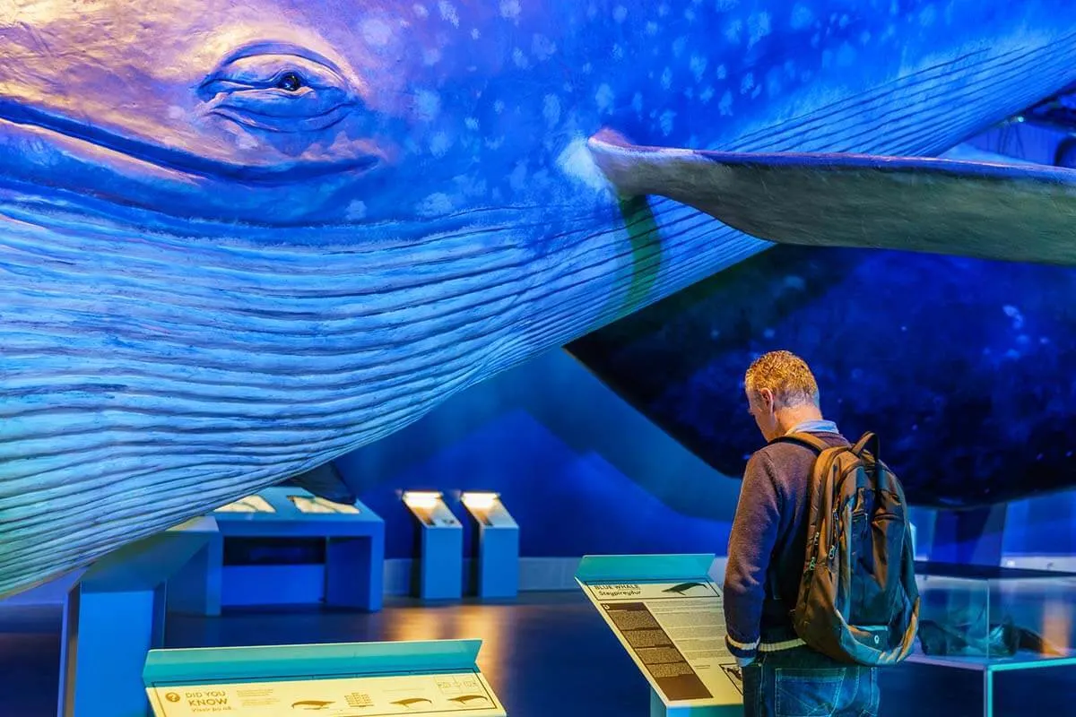 Blue Whale at Whales of Iceland exhibition in Reykjavik
