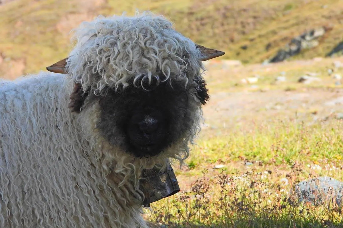 Zermatt blacknose sheep near Riffelsee