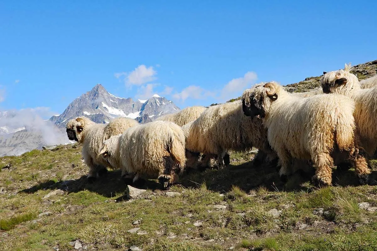 Zermatt blacknose sheep