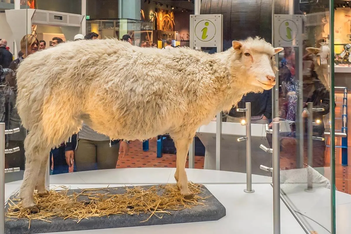 Dolly the Sheep at the National Museum of Scotland in Edinburgh