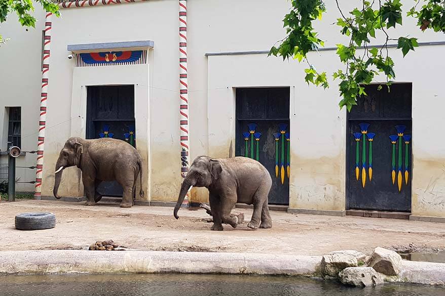 Elephants at Antwerp zoo