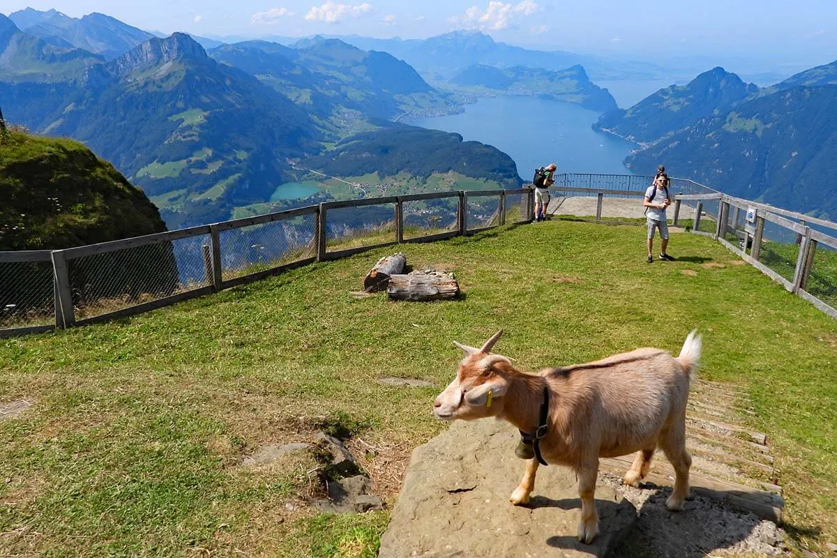 Fronalpstock viewing platform and a little goat