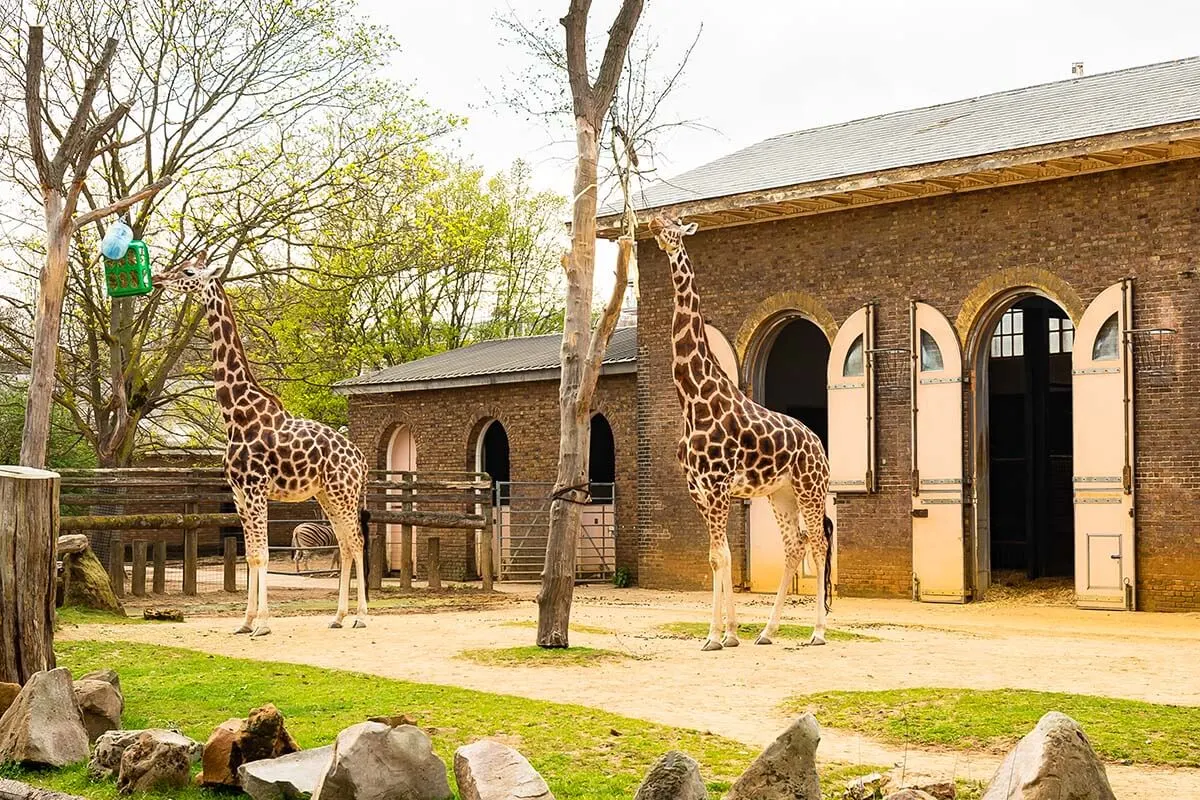 Giraffes at London Zoo