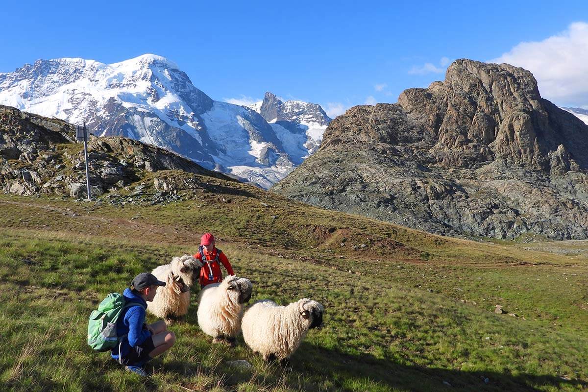 Kids and blacknose sheep near Riffelsee in Zermatt