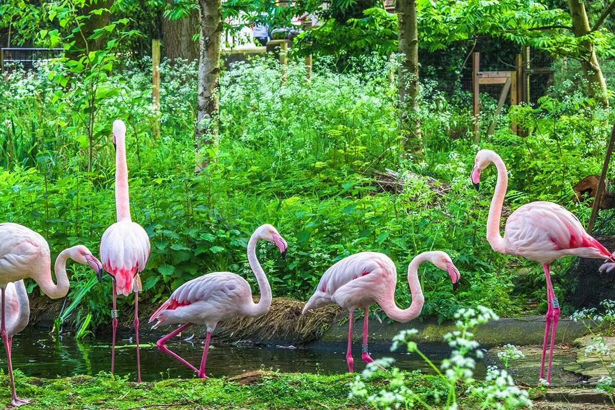 London Zoo flamingos