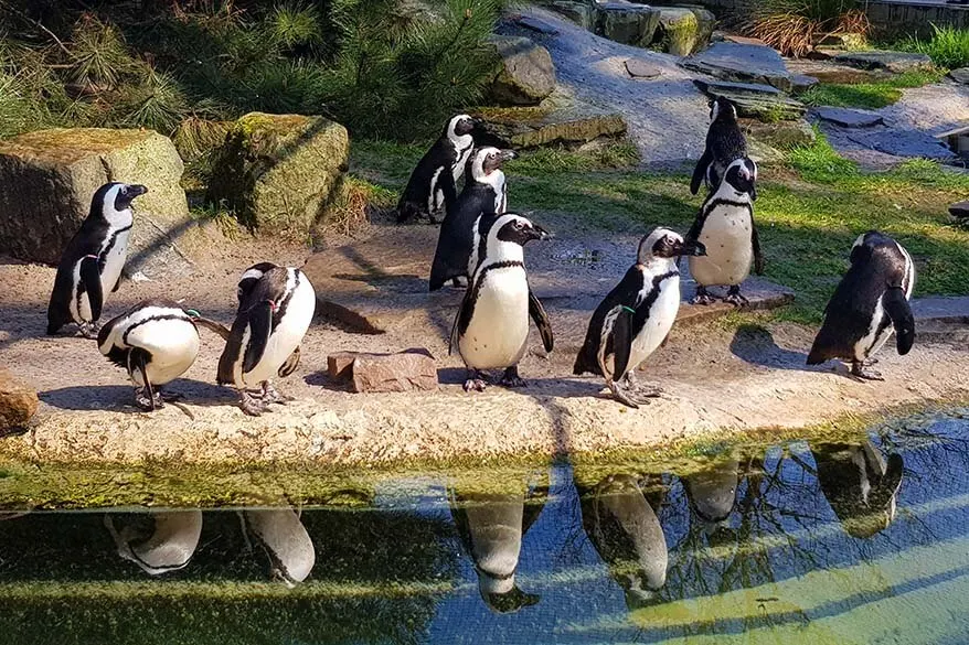 Penguins at the Antwerp zoo