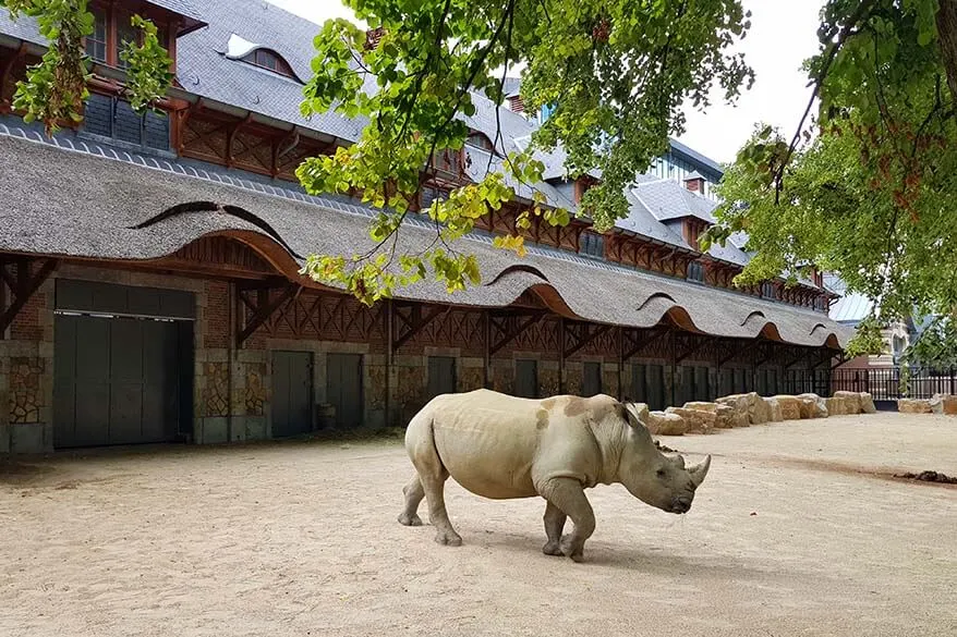 Rhinocerus at Antwerp zoo
