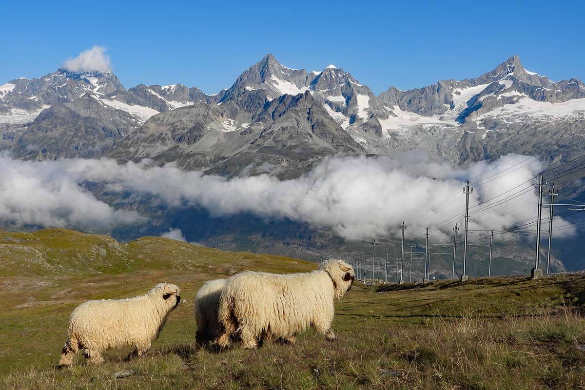 Sheep in the mountains in Zermatt Switzerland