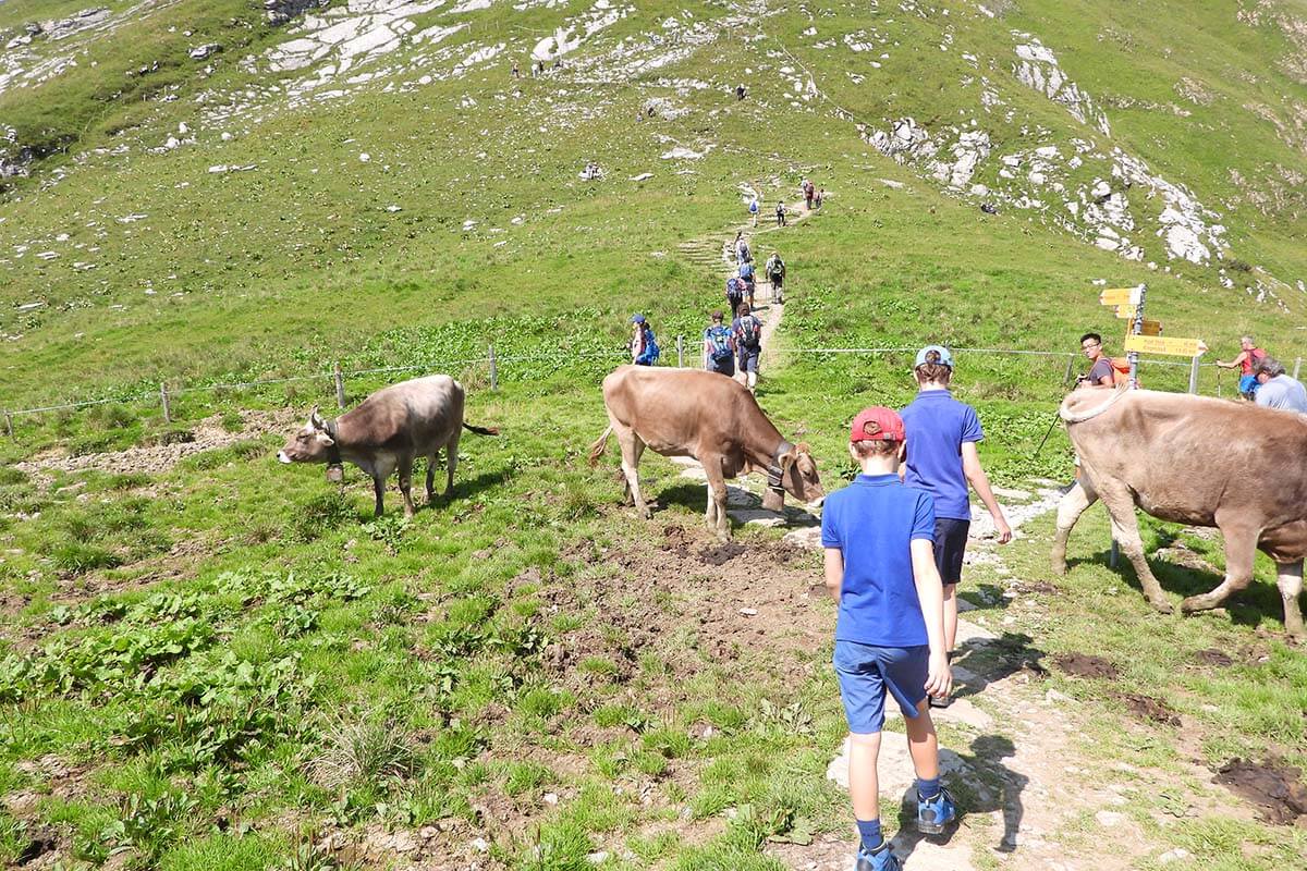 Swiss cows along the Stoos ridge hike