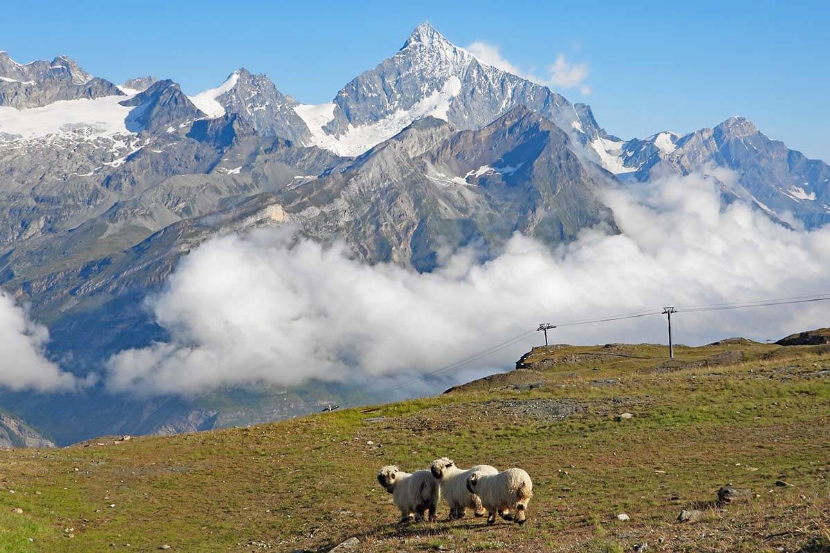 Things to do in Gornergrat - meet the blacknose sheep