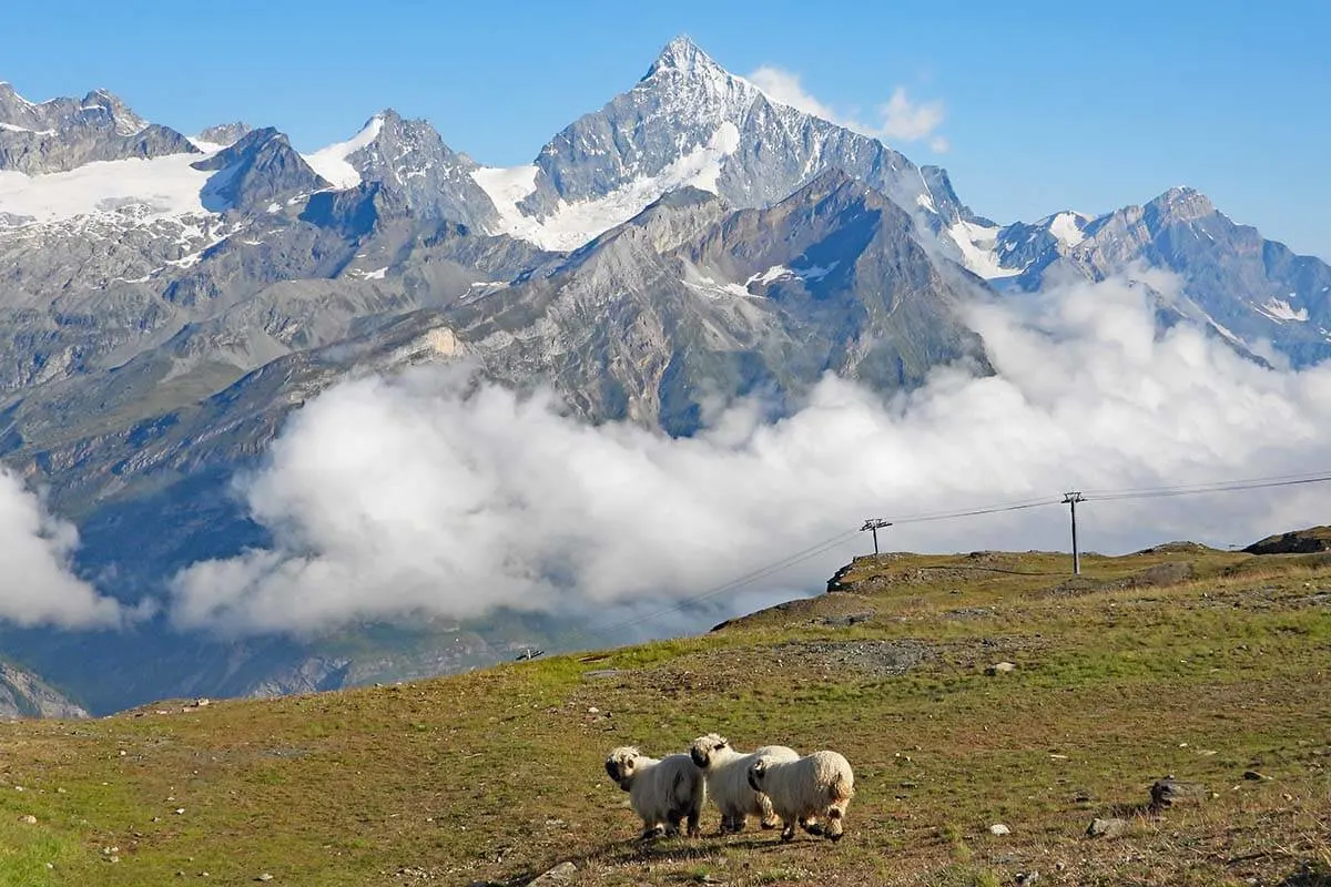 Things to do in Gornergrat - meet the blacknose sheep