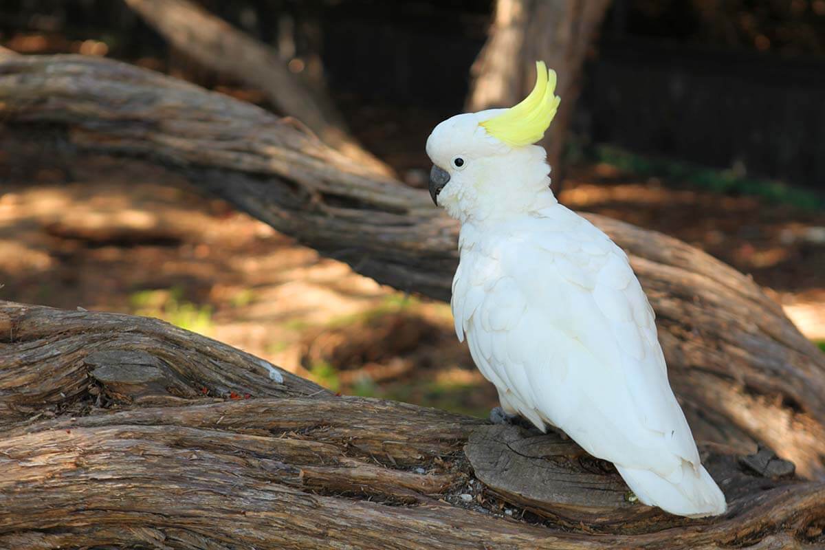 Cockatoo in Lorne on the Great Ocean Road Australia