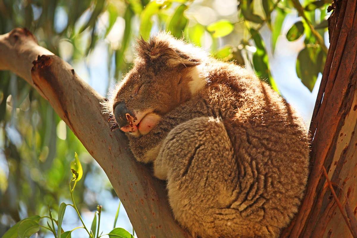 Koala at the Kennet River Kola Walk along the Great Ocean Road in Australia