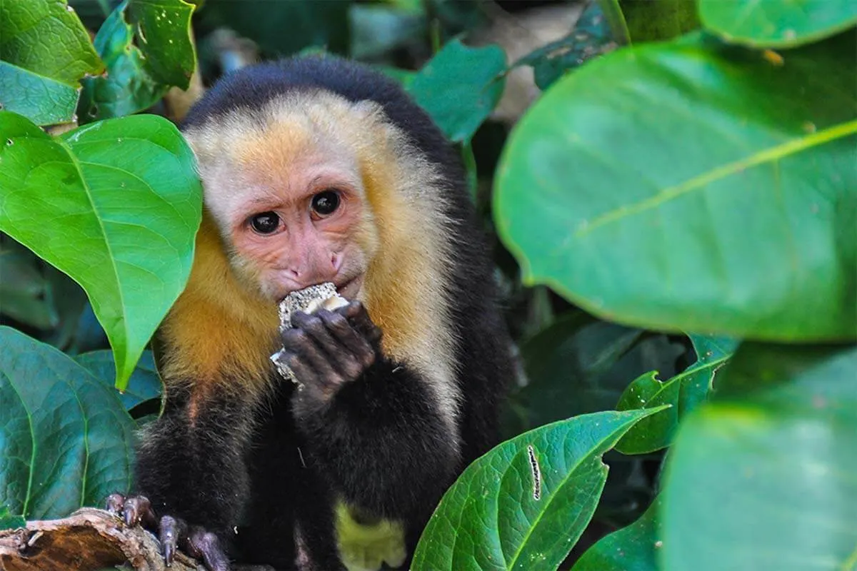 Capuchin monkey in Manuel Antonio National Park, Costa Rica