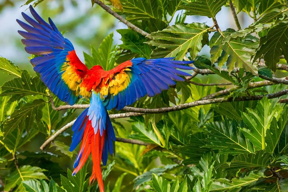 Colorful Macaw parrot in Carara National Park, Costa Rica