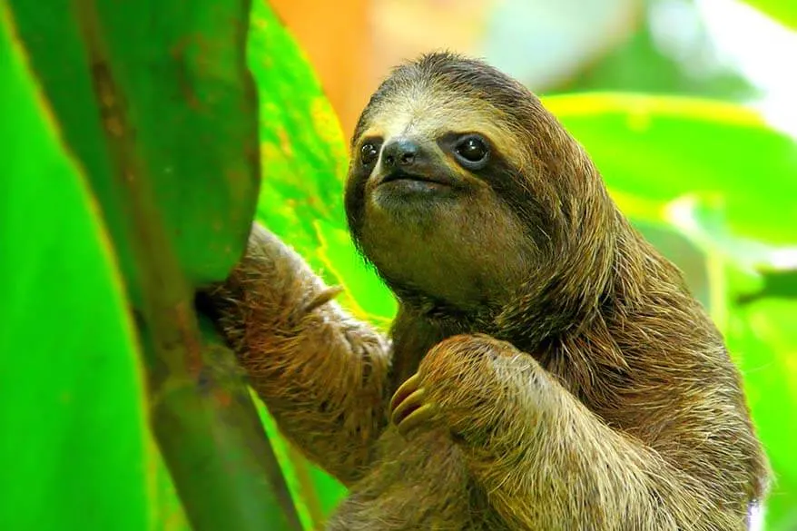Sloth in Costa Rica (one of the best family travel destinations in the world)