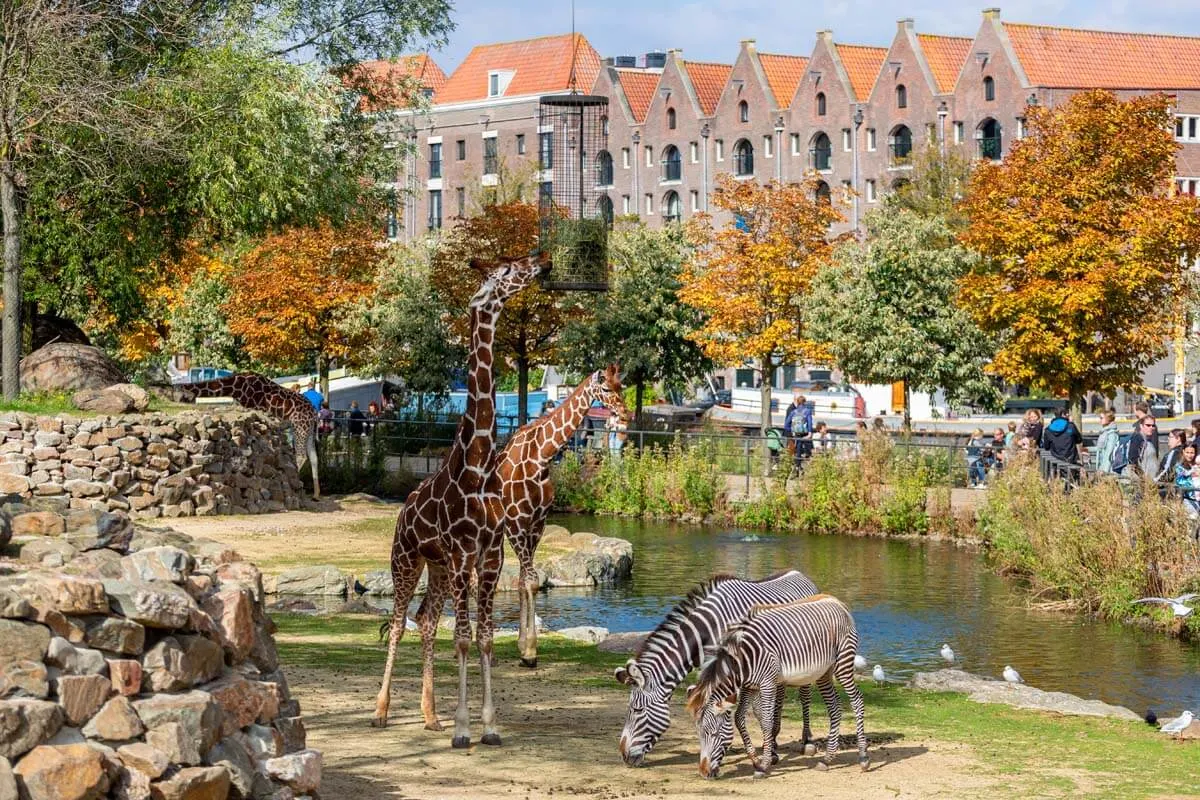 Giraffes and zebras at ARTIS zoo in Amsterdam