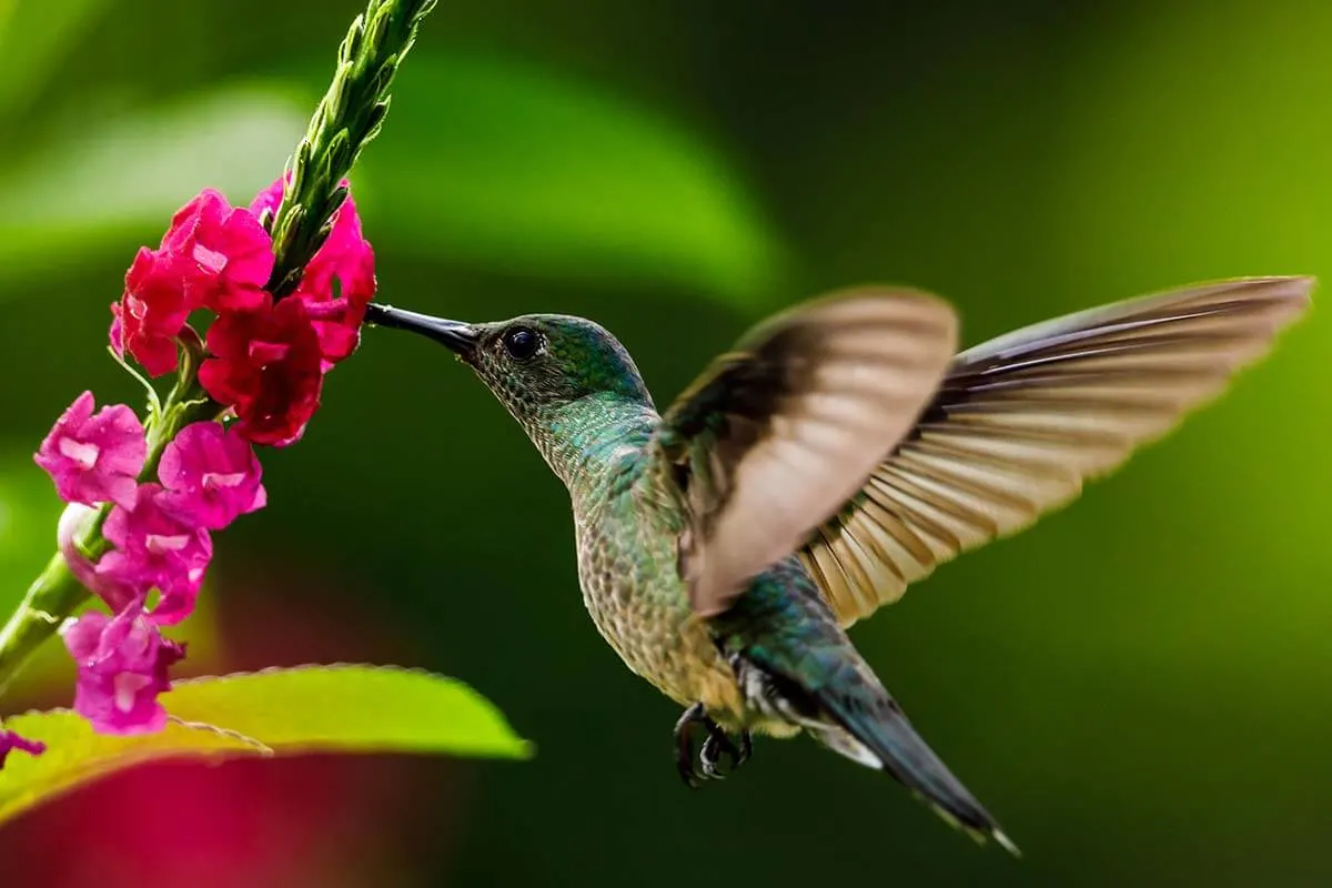 Hummingbird in Costa Rica