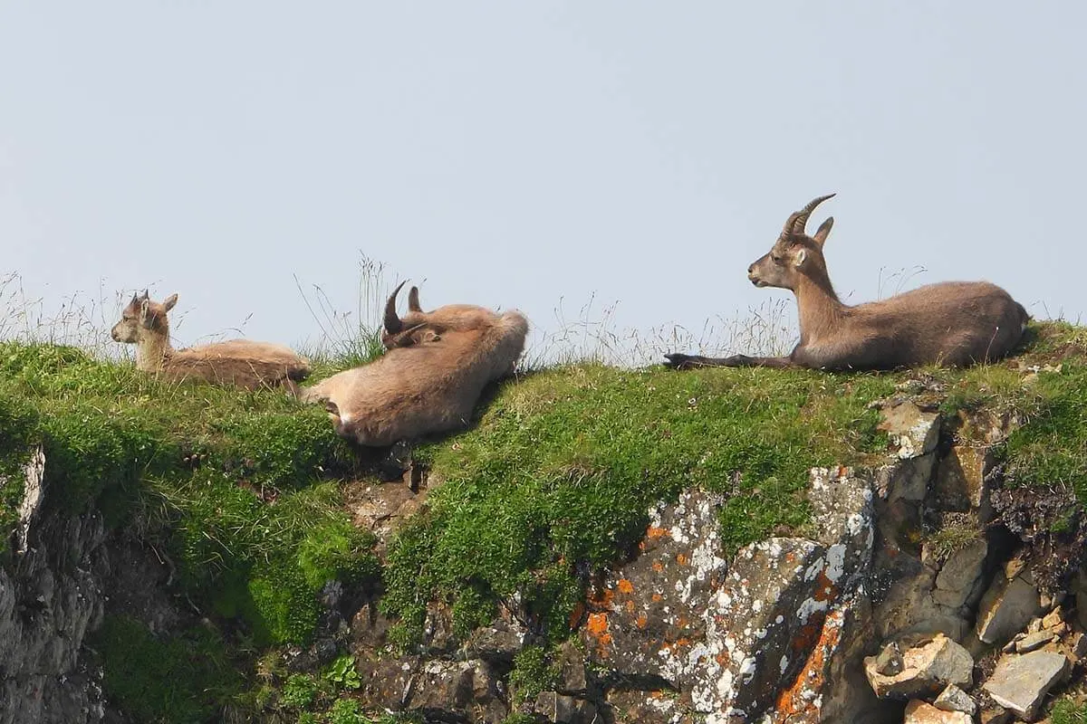 Ibex at Mt Pilatus in Switzerland