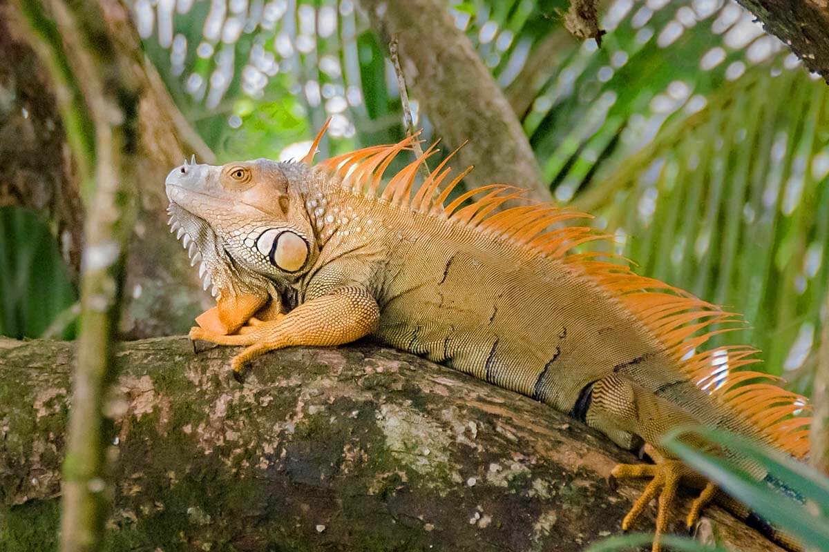 Iguana in Tortuguero National Park in Costa Rica