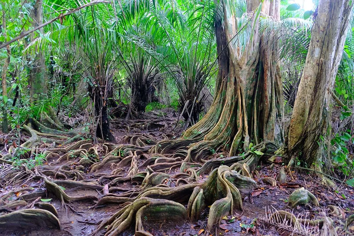 Jungle of Corcovado National Park in Costa Rica