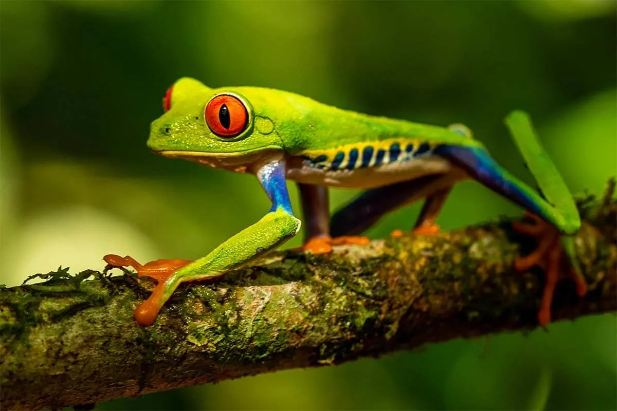 Red Eyed Tree Frog in Costa Rica