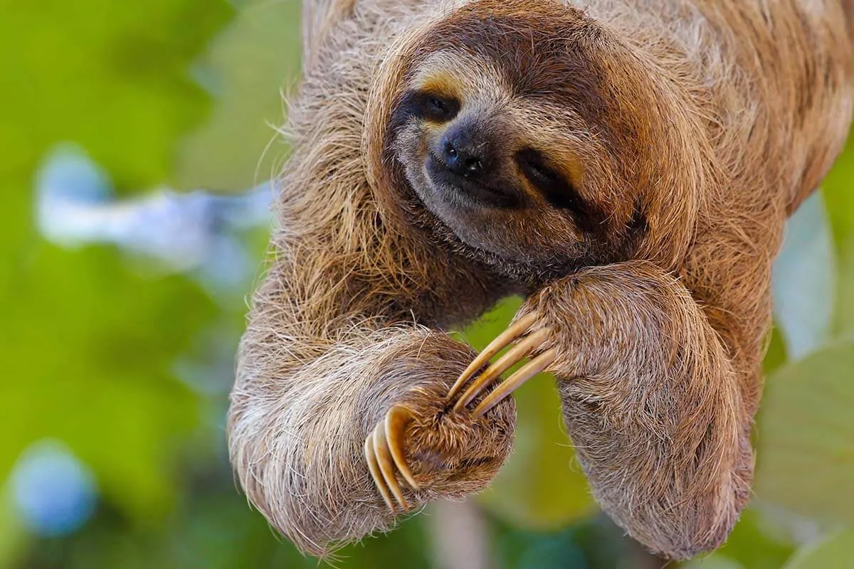 Sloth in Costa Rica