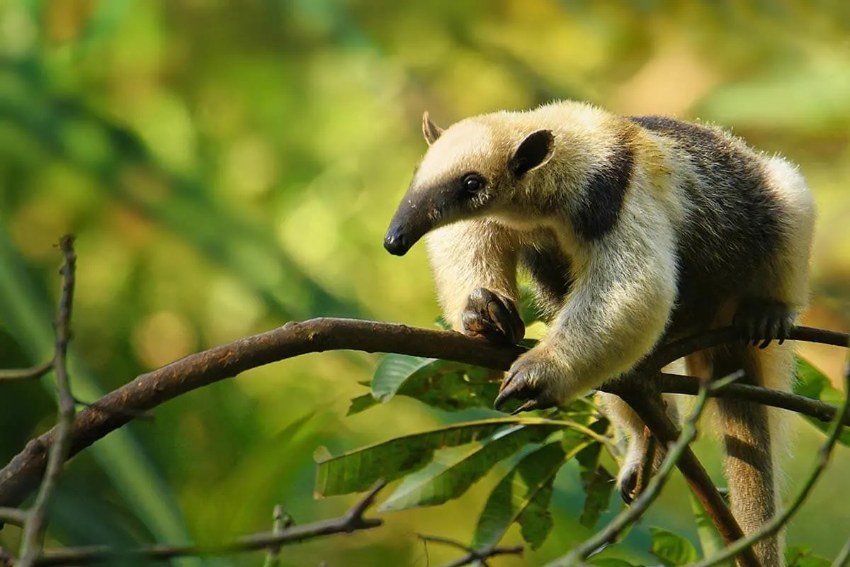 Tamandua in Corcovado National Park, Costa Rica