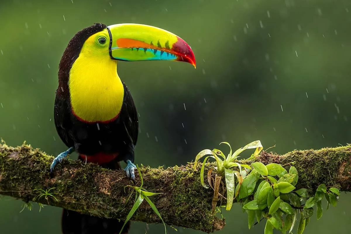Toucan in Monteverde, Costa Rica